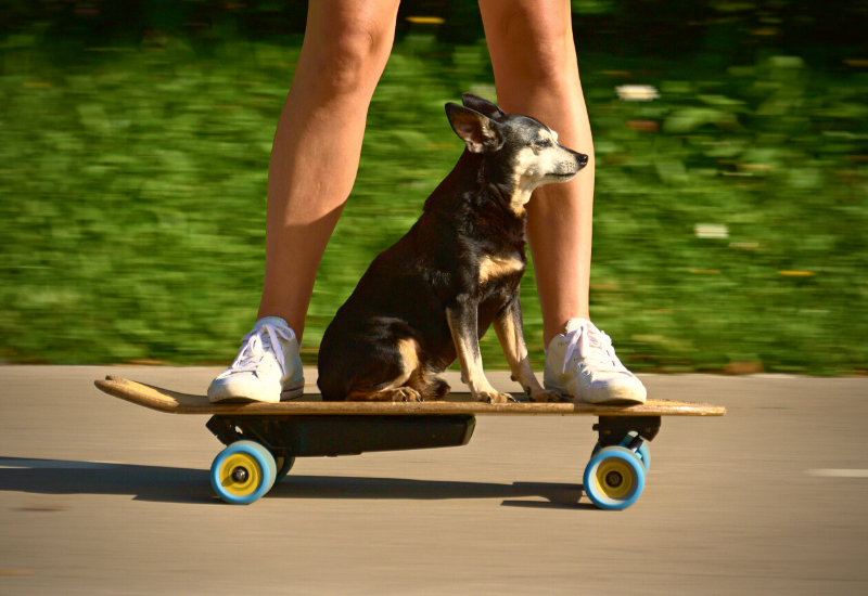 Dog sits on the skateboard and cruises through park with owner - My Electric Scooter